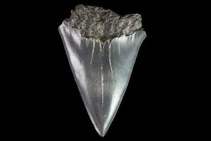 Bargain, Fossil Mako Shark Tooth - Georgia #75111